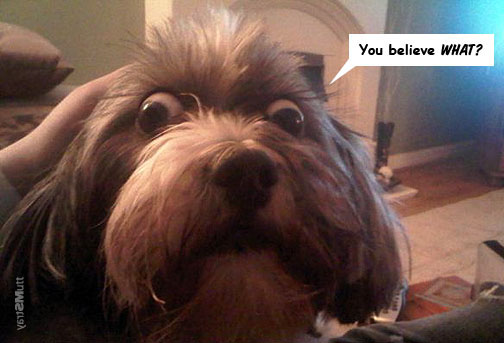 You believe what Mormonism by stray mutt.